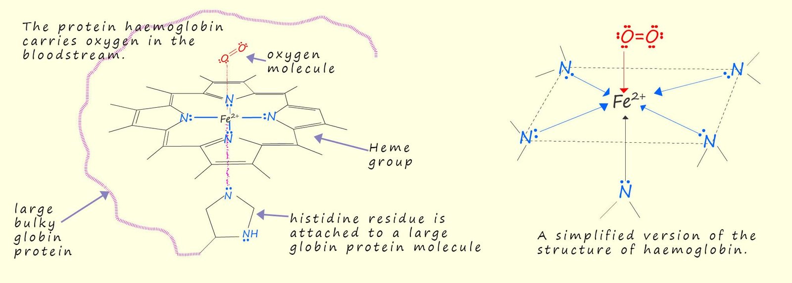 Image to show the structure of haemglobin